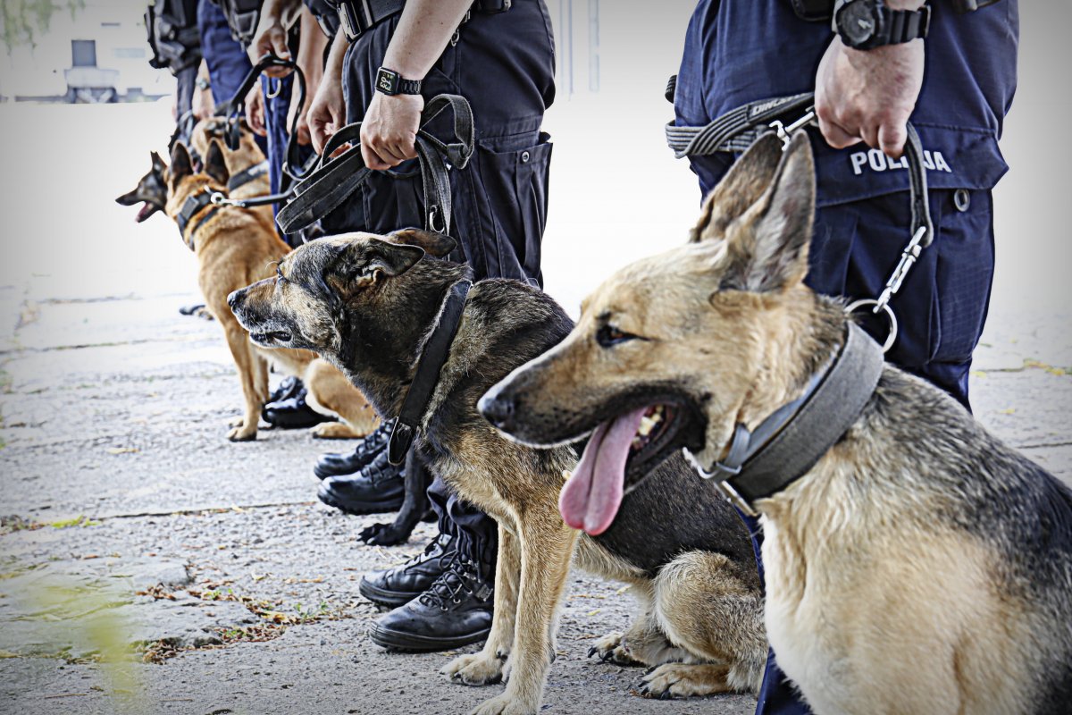 Policyjne psy ustawione w szeregu.