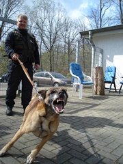 Pies służbowy z przewodnikiem podczas szkolenia