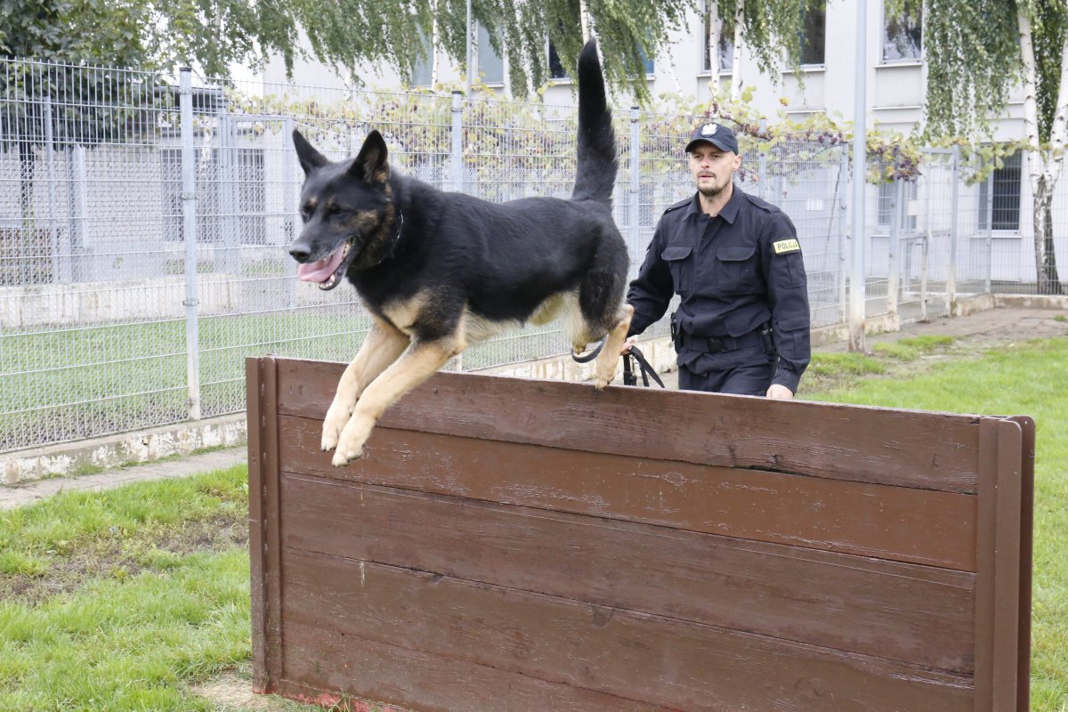 pies służbowy podczas pokonywania przeszkody