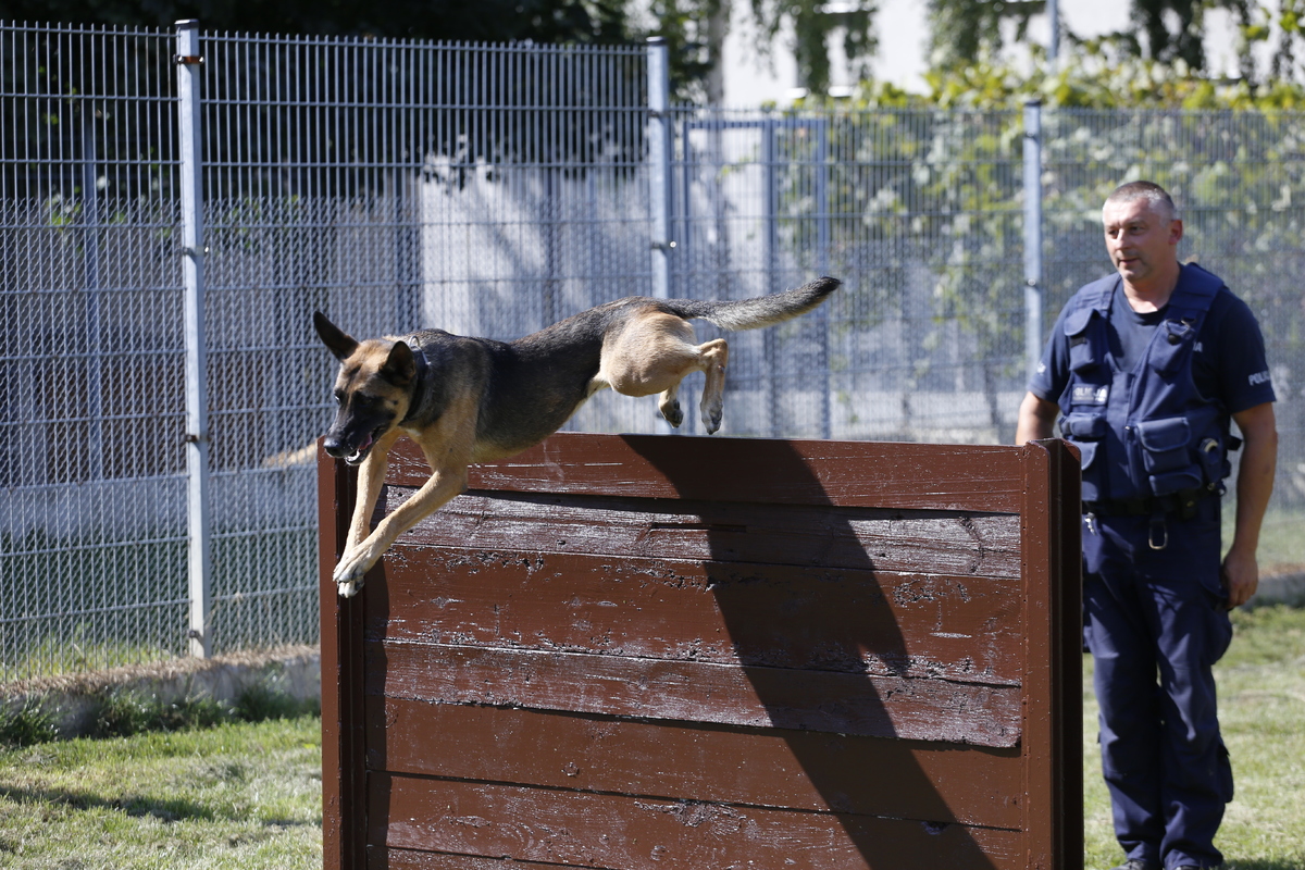 policyjny pies pokonuje przeszkody