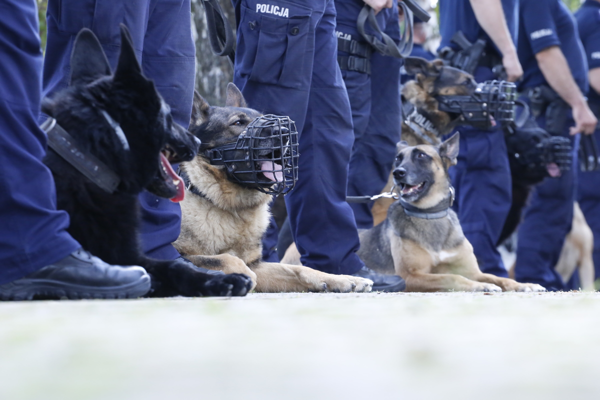psy policyjne wraz z przewodnikami