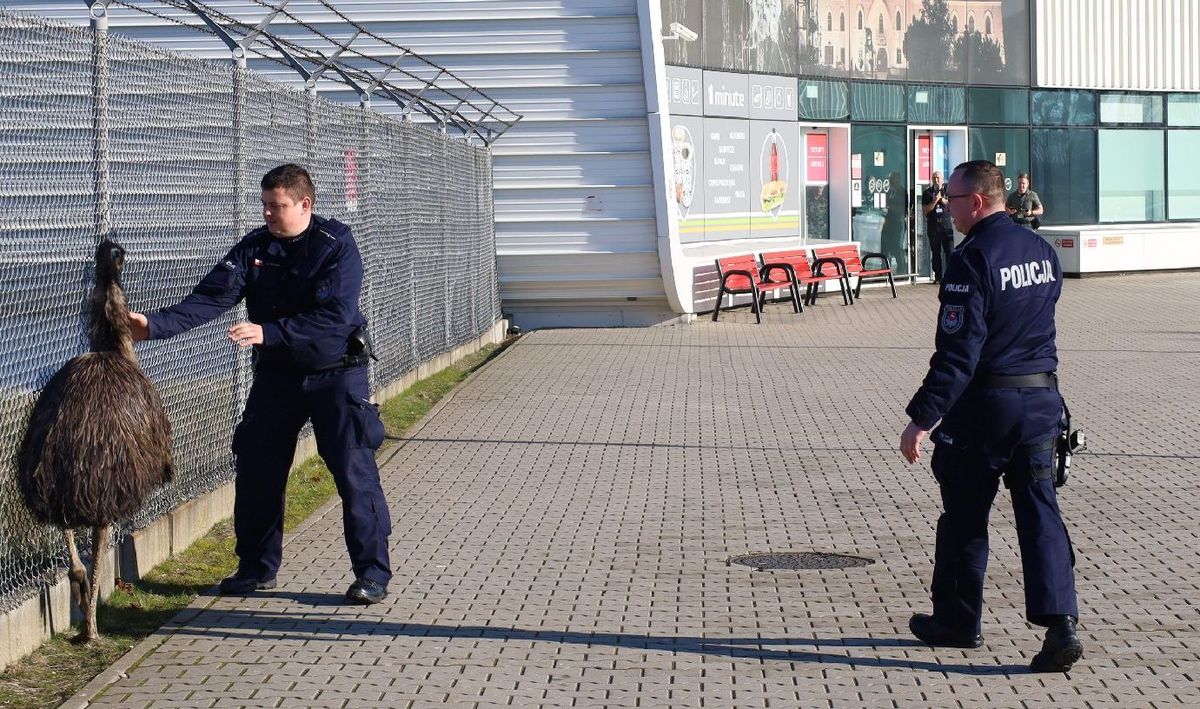 Policjanci łapią strusia na lotnisku w Lublinie