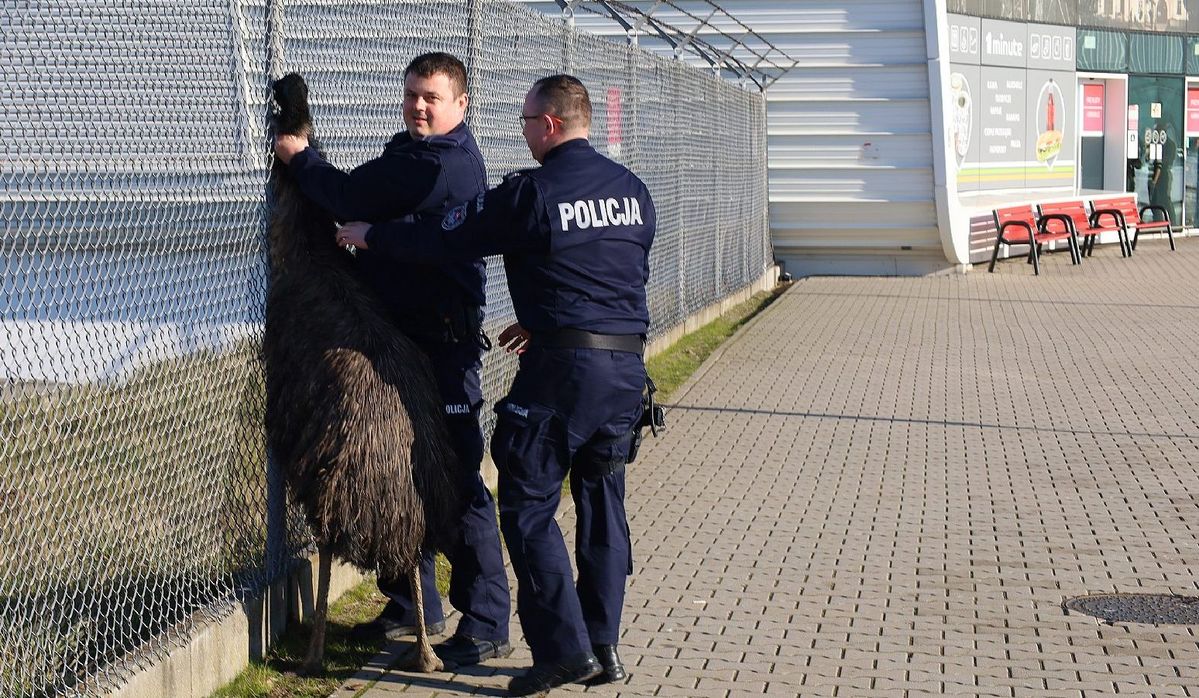 Policjanci złapali strusia na terenie Portu Lotnieczego Lublin