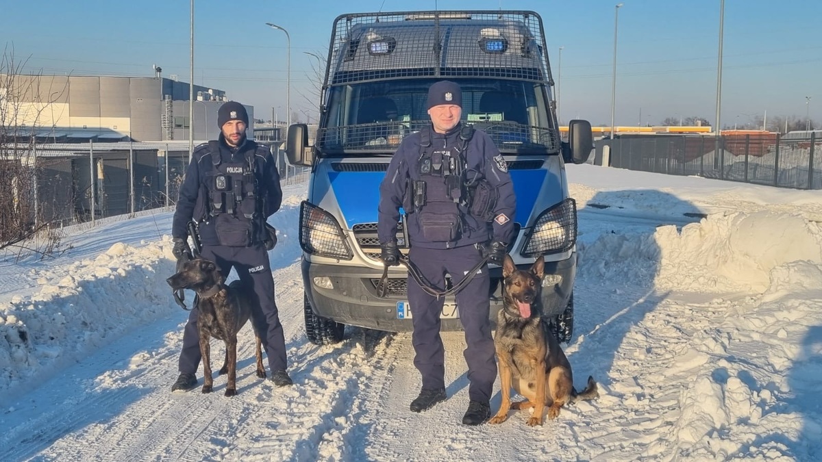 Policjanci z psami służbowymi stoją przed radiowozem