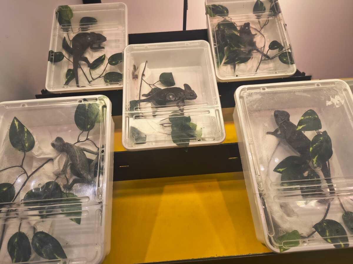 Kameleony zamknięte w plastikowych pojemnikach.