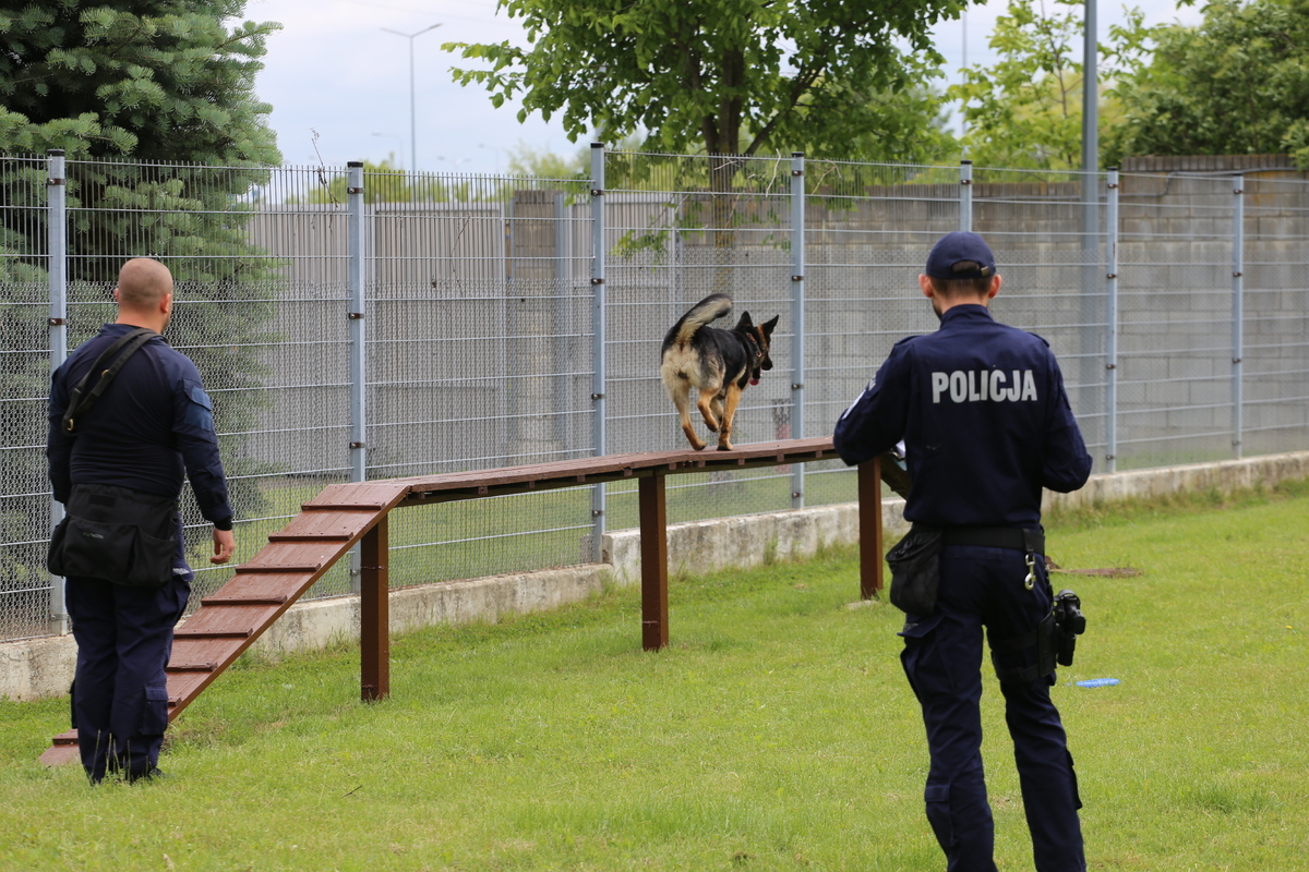 Pies pokonuje kładkę metr nad ziemią.