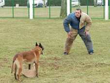 Pokaz szkolenia owczarka belgijskiego z udziałem pozoranta