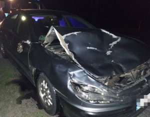 fot.: Zniszczony pojazd wskutek kolizji z sarną