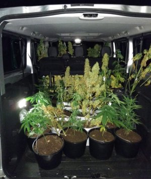 doniczki z marihuaną w samochodzie