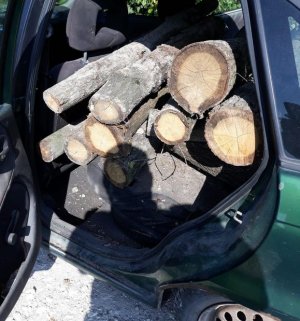 skradzione drewno włożone do samochodu