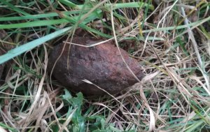 granat znaleziony podczas kopania ziemniaków