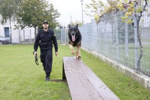 pies służbowy podczas pokonywania przeszkody