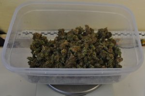 marihuana w pojemniku