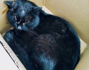 czarny chory kot uratowany przez policjantów
