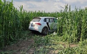 biały samochód po wypadku w polu kukurydzy