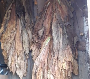 dwa pęki wiszących w całości suszonych na drucie liści tytoniu