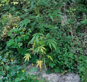 krzak marihuany w lesie