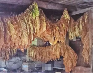 na zdjęciu wiszące przy suficie liście tytoniu