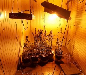 pomieszczenie w którym na podłodze stoją rośliny konopi w doniczkach. Pomieszczenie oświetlają lampy