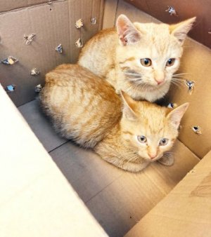 koty w pudełku