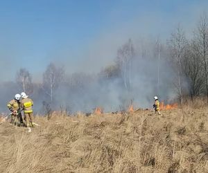 strażacy gaszą pożar traw
