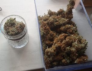 na zdjęciu susz marihuany w szklanym pojemniku