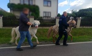 Konie prowadzone przez policjanta i osobę