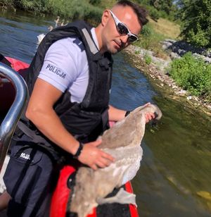 policjant na łodzi z uratowanym szarym łabędziem