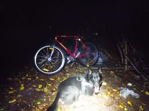 pies w lesie, za nim rower