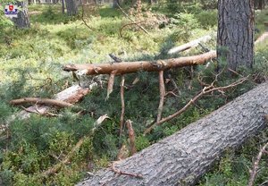 zdjęcie poglądowe przedstawiające ścięte drzewo w lesie