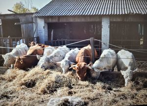 wychudzone krowy przed oborą na dworze