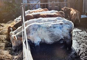 wychudzone krowy stojące w gnoju