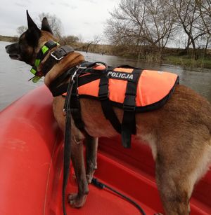 policyjny pies na łodzi na rzece Wieprz