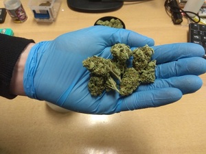 susz marihuany trzymany w ręku policjanta