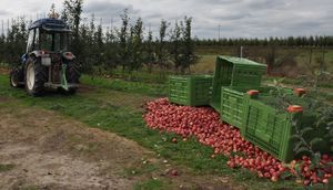 traktor i rozsypane jabłka