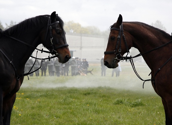 zdjęcie przedstawia dwa konie stojące na przeciwko siebie