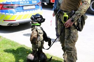 policyjny pies benji