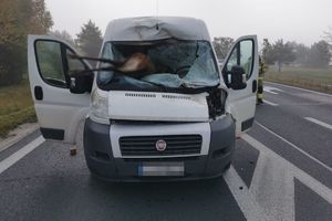 uszkodzony bus na drodze z rozbitą szybą czołową przez jelenia