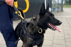 Policyjny pies służbowy