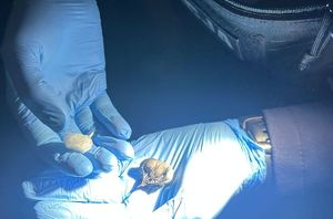 zabezpieczone narkotyki