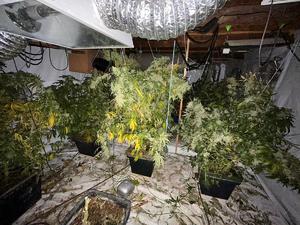 Plantacja marihuany.