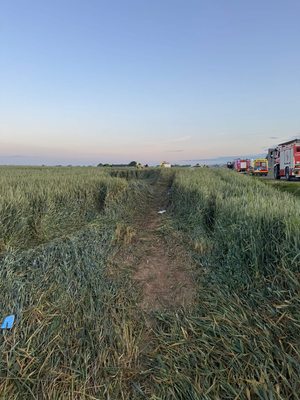 pole zboża , przez które pędził kierowca Audi