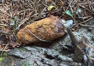 granat z czasów II wojny światowej znaleziony w lesie