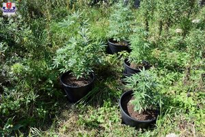 ujawnione krzaki marihuany