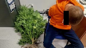 mężczyzna w pomarańczowej bluzie siedzący na krześle, obok niego krzewy marihuany leżące na podłodze