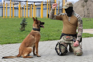 pies Benji ze swoim przewodnikiem