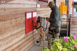pies służbowy szuka zapachów