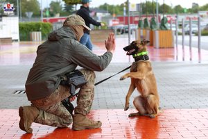 przybijanie piątki przewodnika z psem