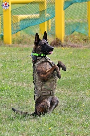 pies Benji w siadzie