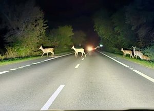 sarny przechodzą przez ulicę
